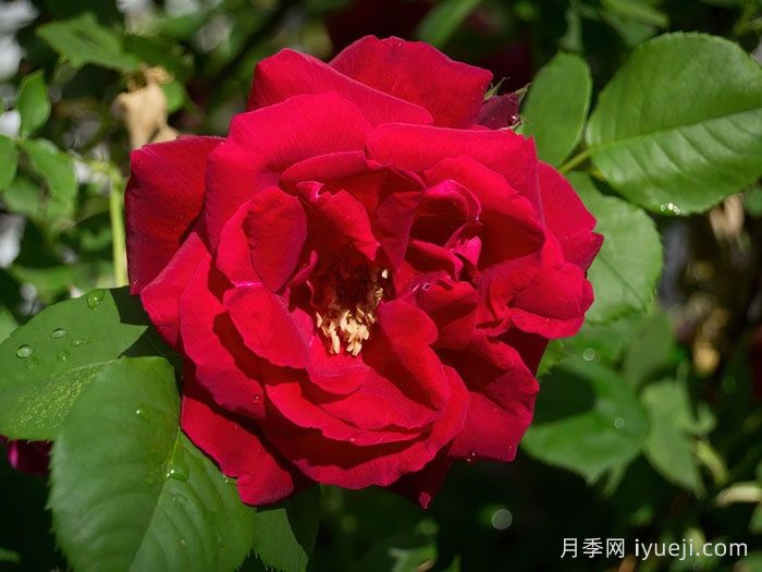 卡斯博特格兰特月季/卡格兰特Cuthbert Grant(图1)