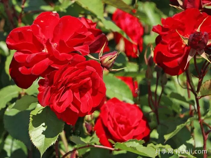 卡斯泰拉月季Castella(图1)