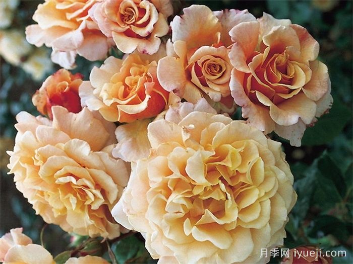 卡梅尔月季/卡拉美拉月季Caramella(图2)