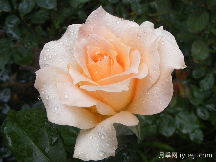 卡萨诺瓦月季/情圣Casanova(图1)