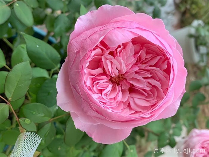 凯丽月季/凯里月季Carey(图4)