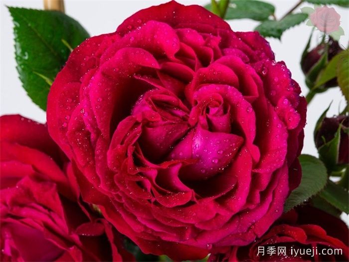 凯瑟琳月季/树莓重生Katherine Renaissance(图1)