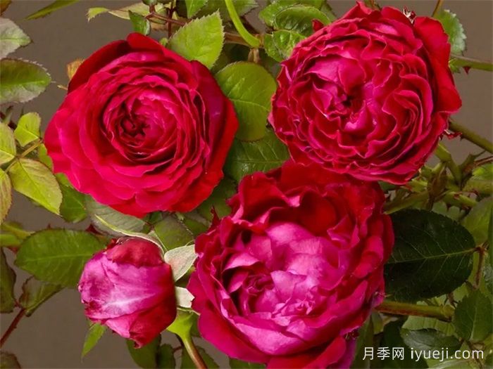 凯瑟琳月季/树莓重生Katherine Renaissance(图2)