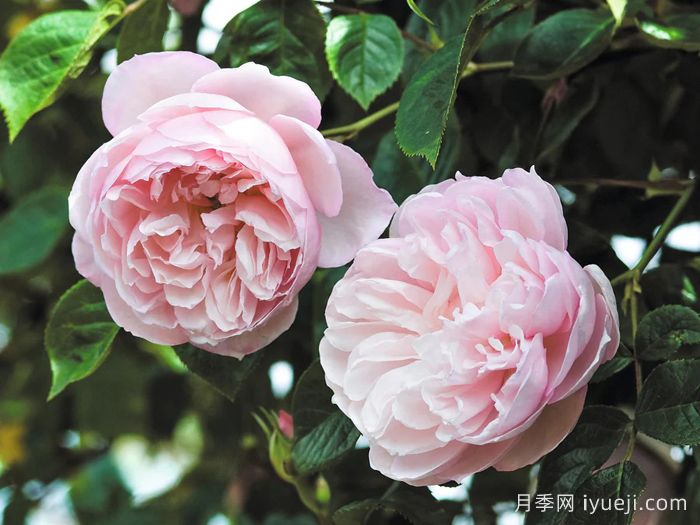 慷慨的园丁月季The Generous Gardener(图2)