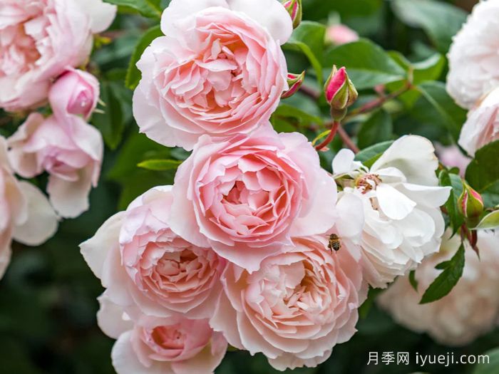 慷慨的园丁月季The Generous Gardener(图1)