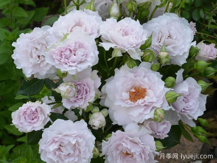 可爱精灵月季/小乖乖月季Cest Mignon(图1)