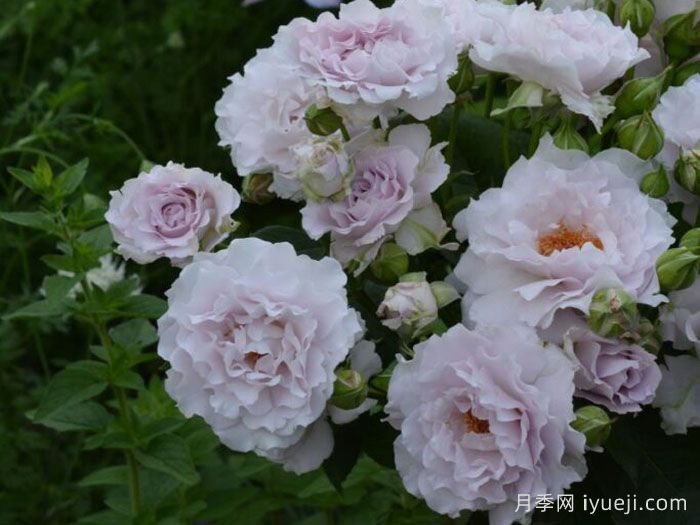 可爱精灵月季/小乖乖月季Cest Mignon(图2)