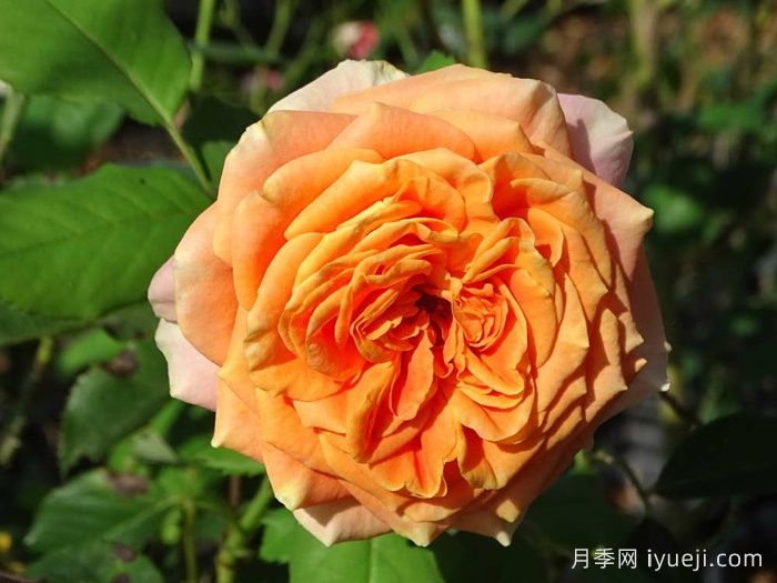 科塔别墅月季/拉维兰别墅/疯狂的爱La Villa Cotta(图4)