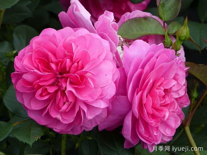 快板月季/欢快乐章/欢乐乐章Allegro(图2)