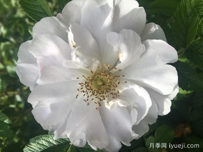 库拜重瓣白月季/穆斯林玫瑰Blanc Double de Coubert(图3)