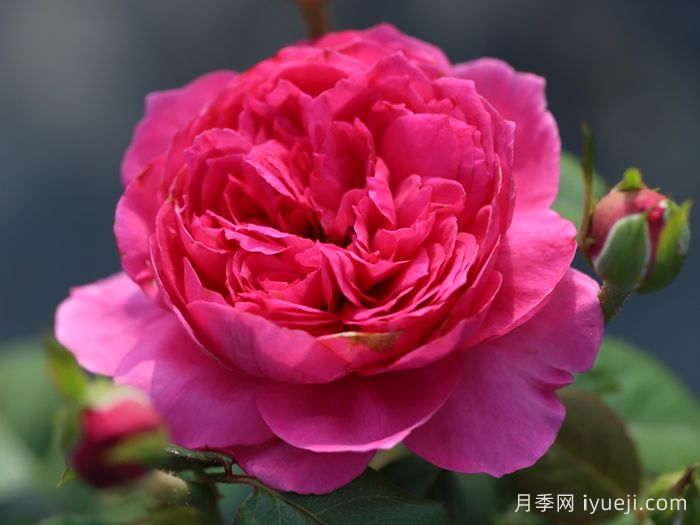 蔻丹月季Shining Rigina(图1)