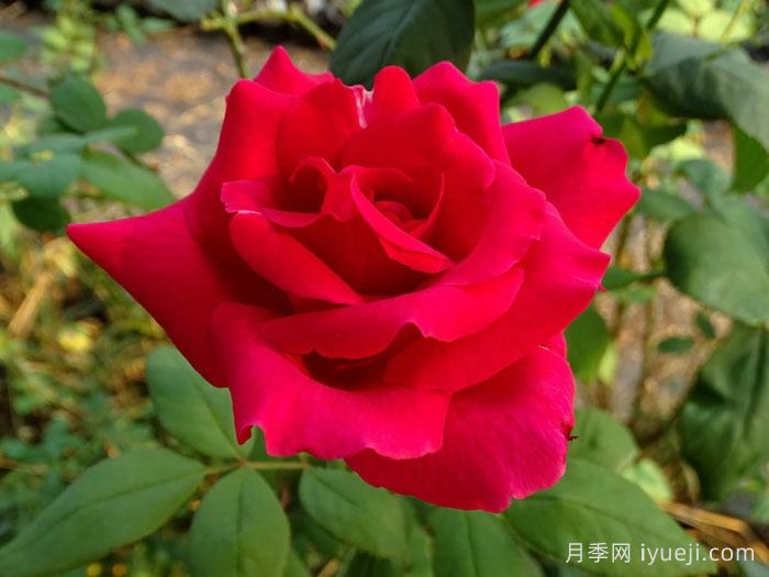 肯塔基达比月季/肯德基达比Kentucky Derby(图1)