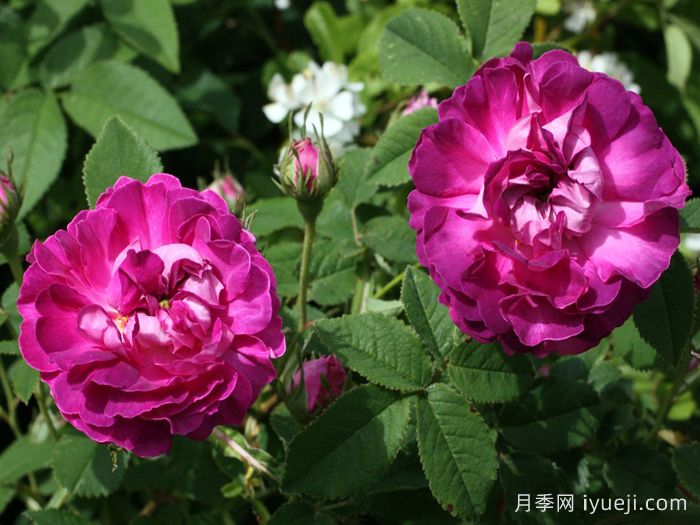 克雷西美人月季/流星/克雷西美女Belle de Crecy(图4) 克雷西美人月季/流星/克雷西美女Belle de Crecy(图4)