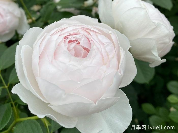 克里斯蒂娜公爵夫人月季/尘世天使/地球天使Herzogin Christiana(图2)