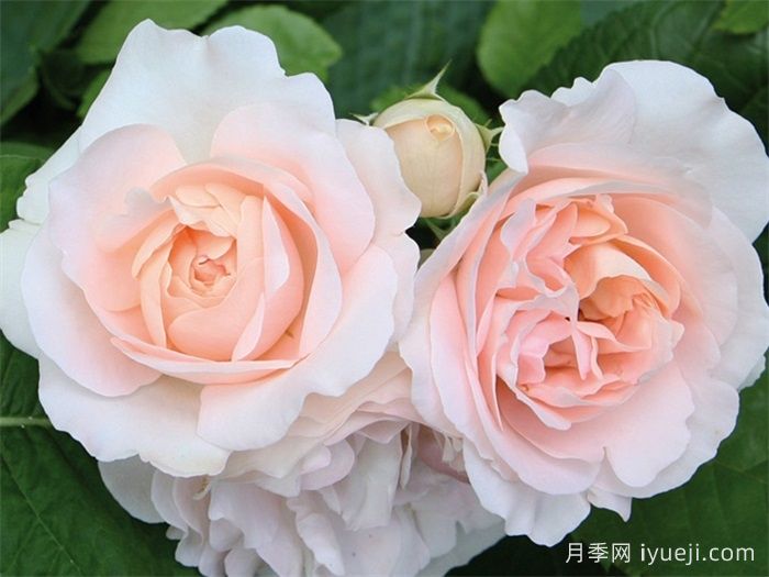 克莱尔月季/莉莉安娜/克莱尔文艺复兴Clair Renaissance(图1)