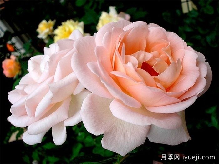 克莱尔月季/莉莉安娜/克莱尔文艺复兴Clair Renaissance(图2)