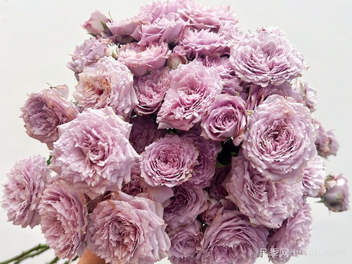 蓝丝球月季(图3)