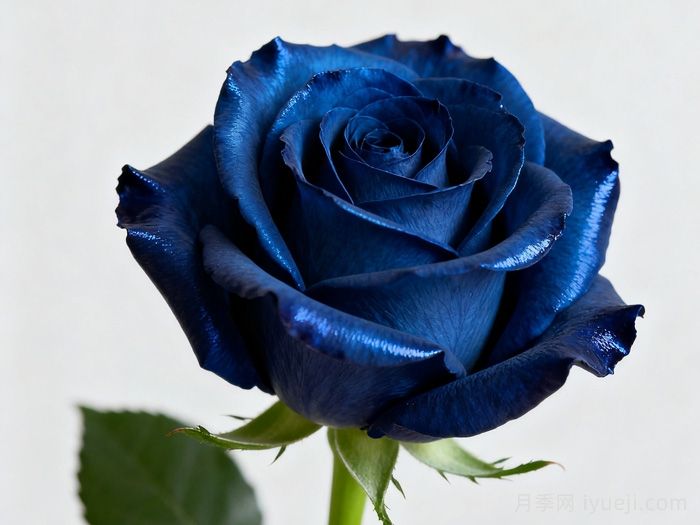 蓝色妖姬玫瑰(图1)
