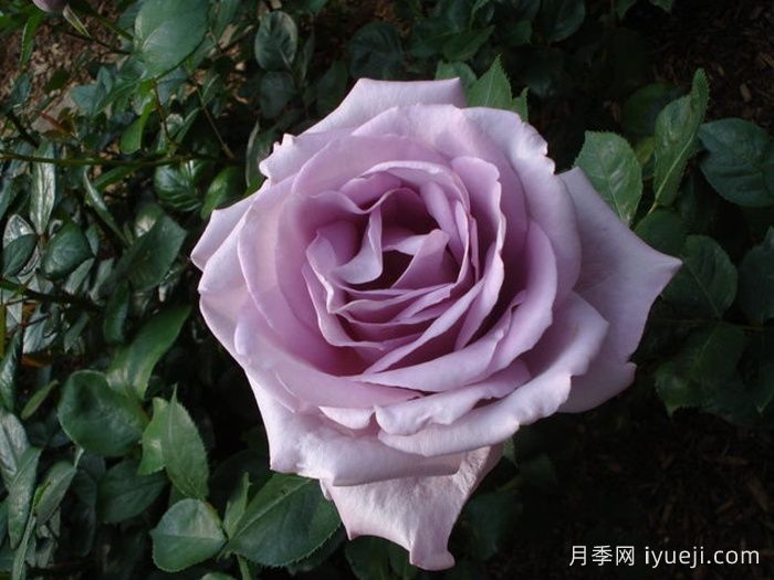 蓝色女孩月季/科隆狂欢节Cologne Carnival(图2)