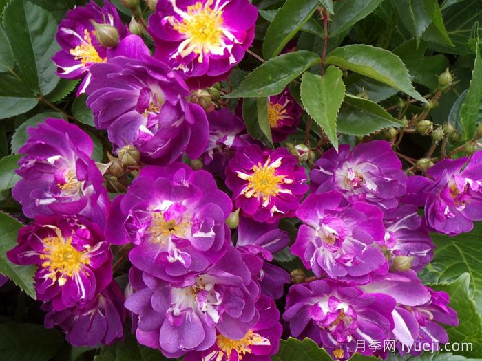 蓝蔓月季/蓝色紫罗兰月季名Veilchenblau(图2)