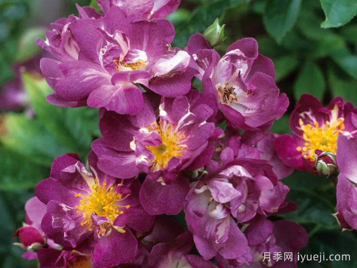 蓝蔓月季/蓝色紫罗兰月季名Veilchenblau(图1)