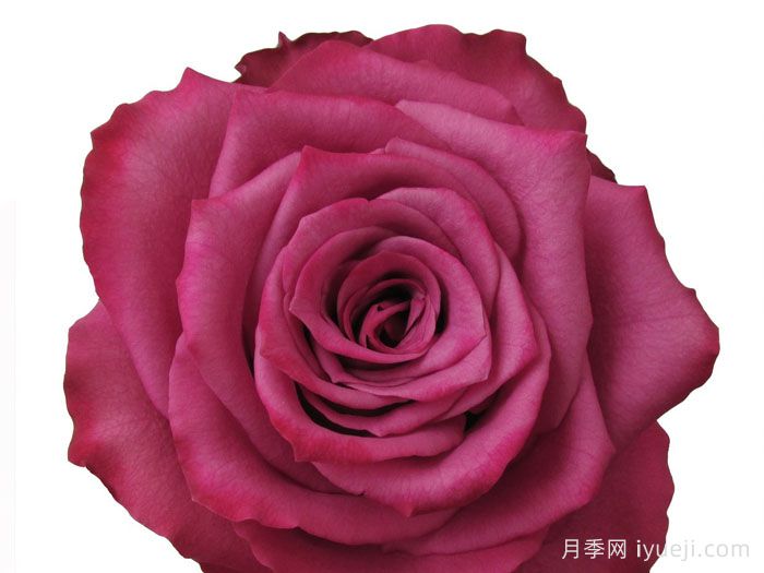 蓝莓月季Blueberry(图3)