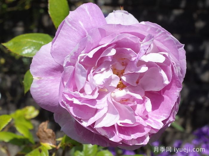 蓝宝石月季Saphir(丹陶)(图1)