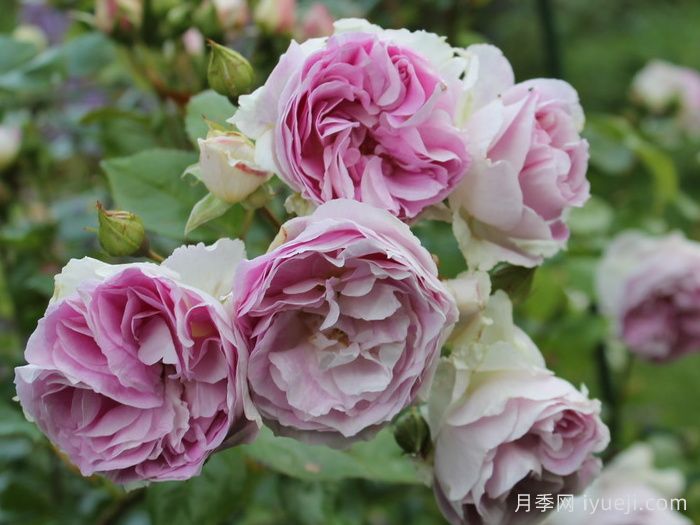 蓝宝石月季Saphir(丹陶)(图2)