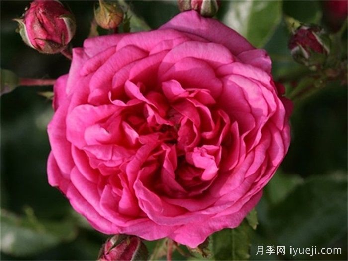 拉古纳月季/拉古娜月季Laguna(图1)