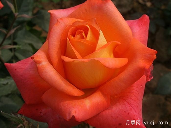 坤特利月季Guitare(图1)