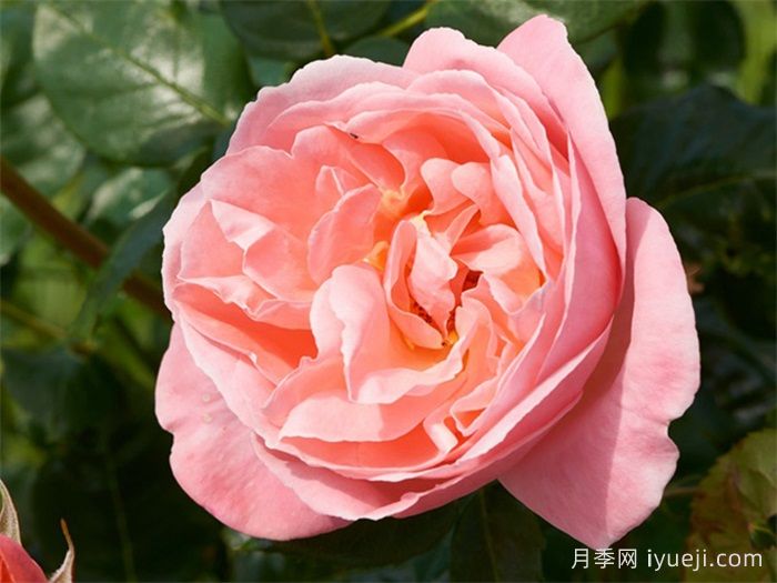 丽萝月季/利洛月季Lilo Renaissance(图1)