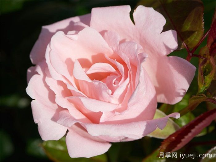 蕾切尔月季/兰蔻Racquel Renaissance(图1)