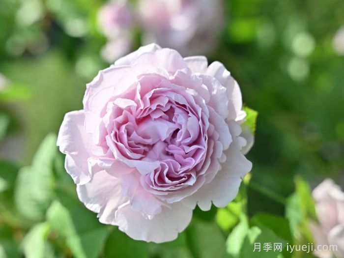 雷米尔月季/雷米尔天使Ramiel(图2)