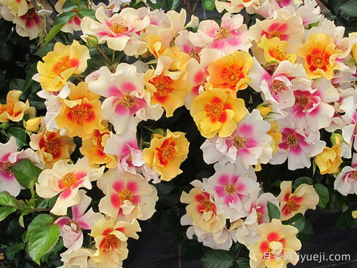 老虎眼睛月季/老虎之眼/虎之眼Eye of the Tiger(图3)