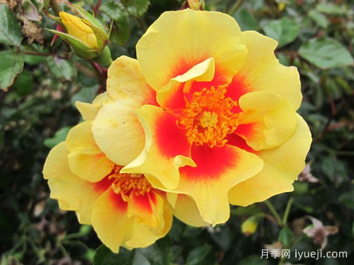 老虎眼睛月季/老虎之眼/虎之眼Eye of the Tiger(图4)