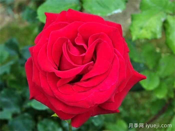 老兵荣誉月季/退伍军人荣誉Veterans Honor(图1)