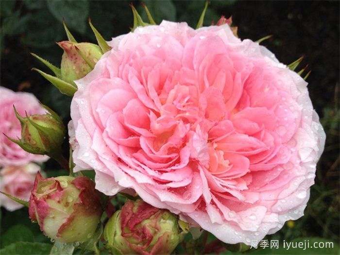 浪漫索菲亚月季Sophia Romantica(图1)