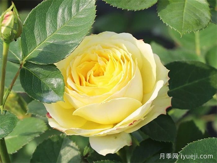 浪漫黄河月季(图1)