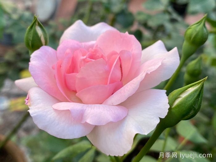 卢尔德百年庆典月季Centenaire de Lourdes Rose(图1) 卢尔德百年庆典月季Centenaire de Lourdes Rose(图1)