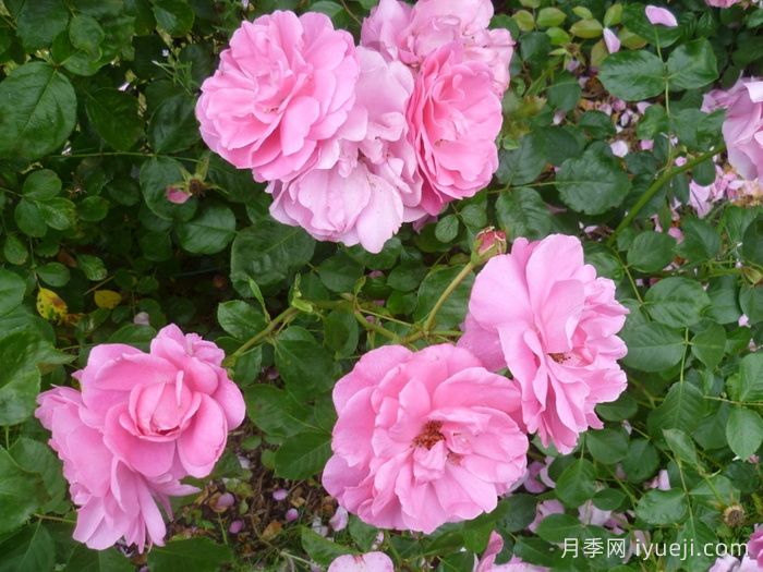 卢尔德百年庆典月季Centenaire de Lourdes Rose(图3) 卢尔德百年庆典月季Centenaire de Lourdes Rose(图3)