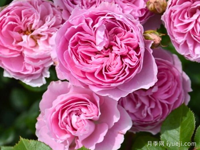 楼兰月季KIMlitschi(图2)