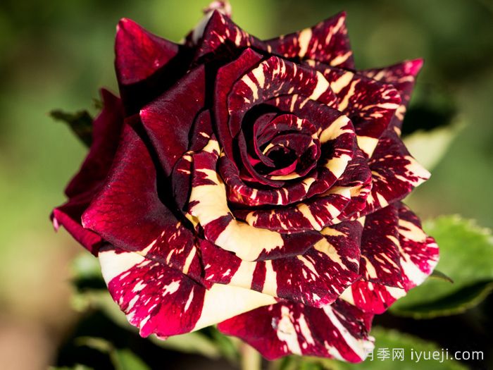 流星雨月季/梦话Abracadabra(图1)