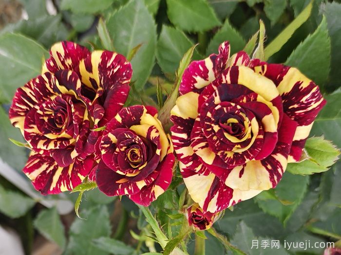 流星雨月季/梦话Abracadabra(图3)