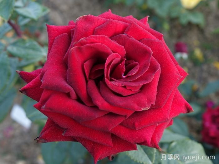 林肯先生月季Mister Lincoln(图1)