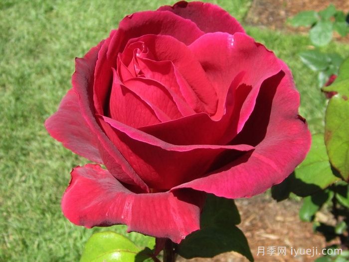 林肯先生月季Mister Lincoln(图2)