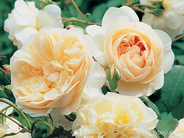 利奇菲尔德天使月季Lichfield Angel(图3)