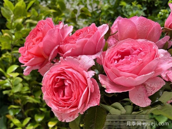 利格贝莱尔伯爵夫人月季Rosier Comtesse Liger-Belair(图1)