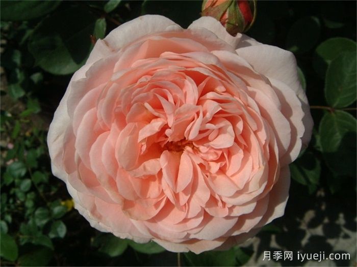 利安德尔月季(图2)