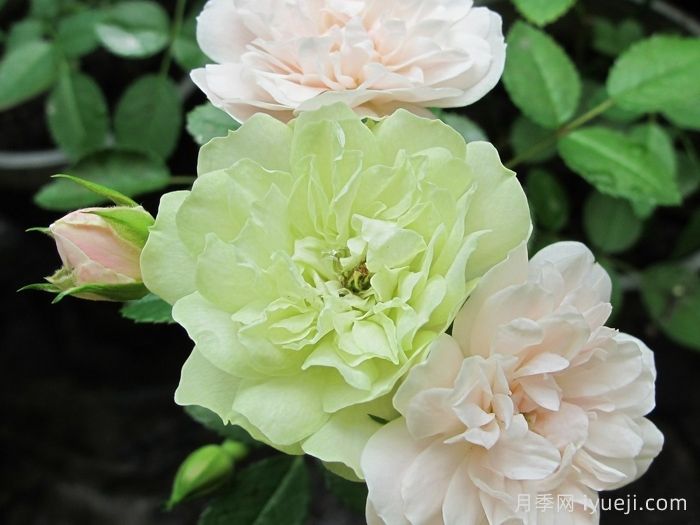 绿冰月季Green Ice(图1)