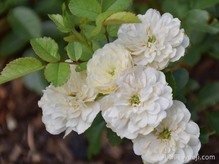 绿冰月季Green Ice(图3)